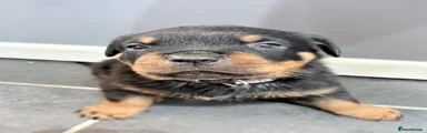 Rottweiler Puppy 3