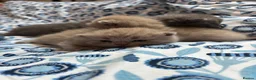 British Shorthair cats for sale: Pedigree British Blue/ Lilac Kittens - Advert 4