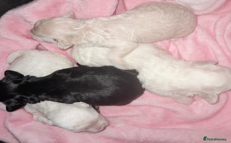 Maltipoo dogs - Advert 10