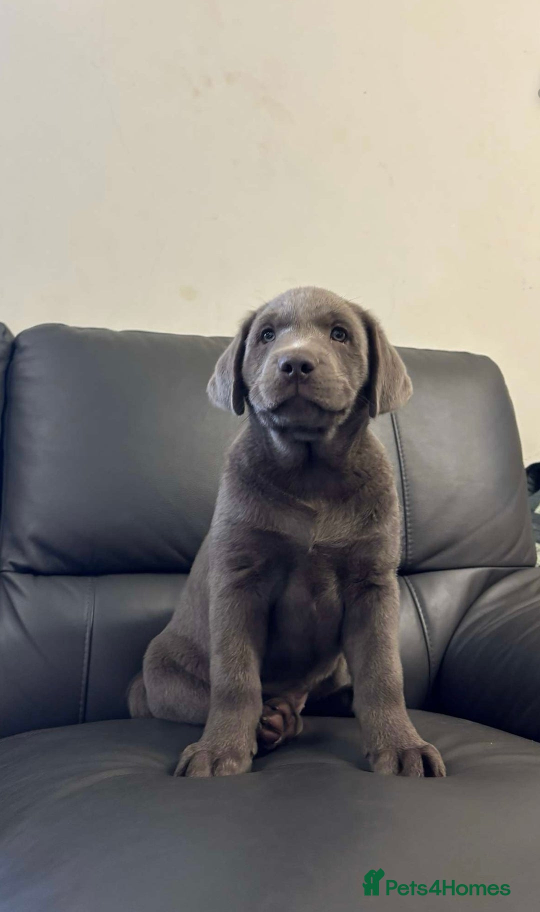 Labrador Retriever dogs for sale: Silver Labrador Puppies - KC Registered - Image 6