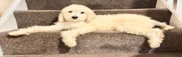 Bernedoodle dogs for sale: Bernedoodle standard F1b pups fluffy teddy bears - Advert 1