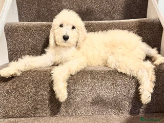 Bernedoodle dogs Bernedoodle standard F1b pups fluffy teddy bears - Advert 11