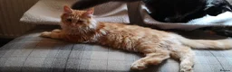 Maine Coon cats for sale: TICA Registered Maine Coon Kittens  - Advert 6