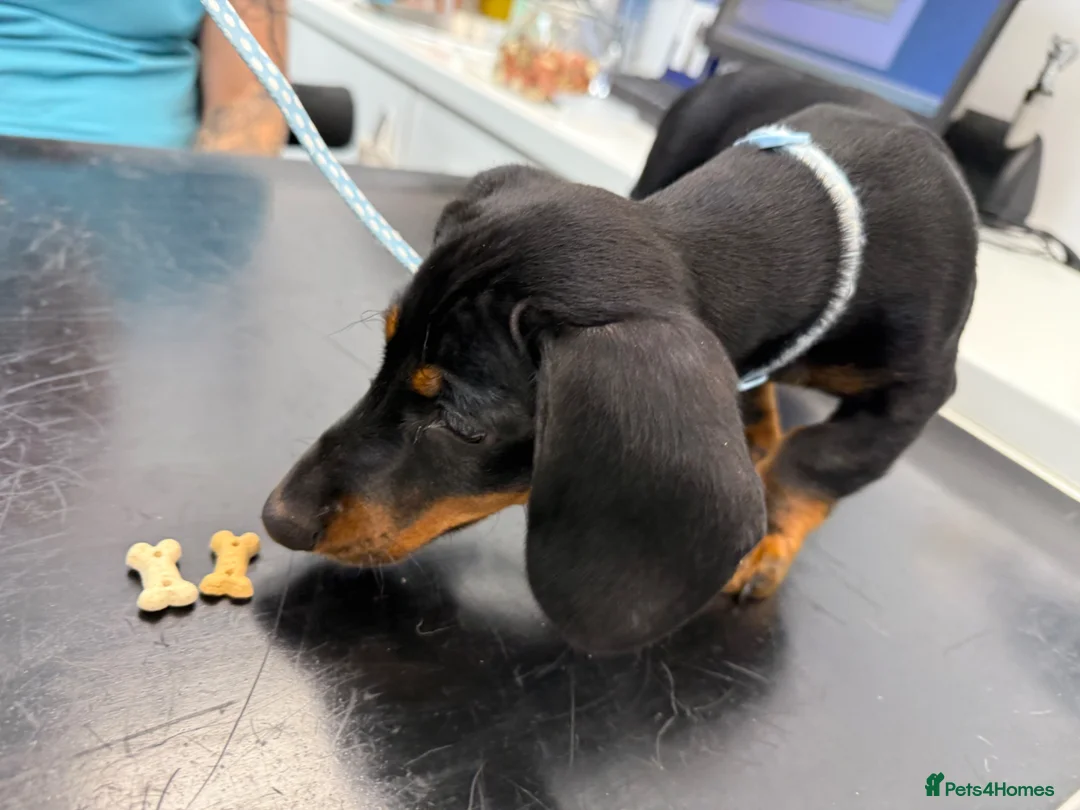 Dachshund dogs for sale: Arlo  in Skelmersdale - Advert 2