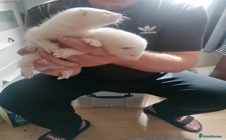 Ferret rodents - Advert 2