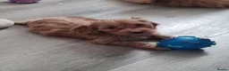 Cavapoo dogs for sale: Beautiful Cavapoo Puppies - Advert 5