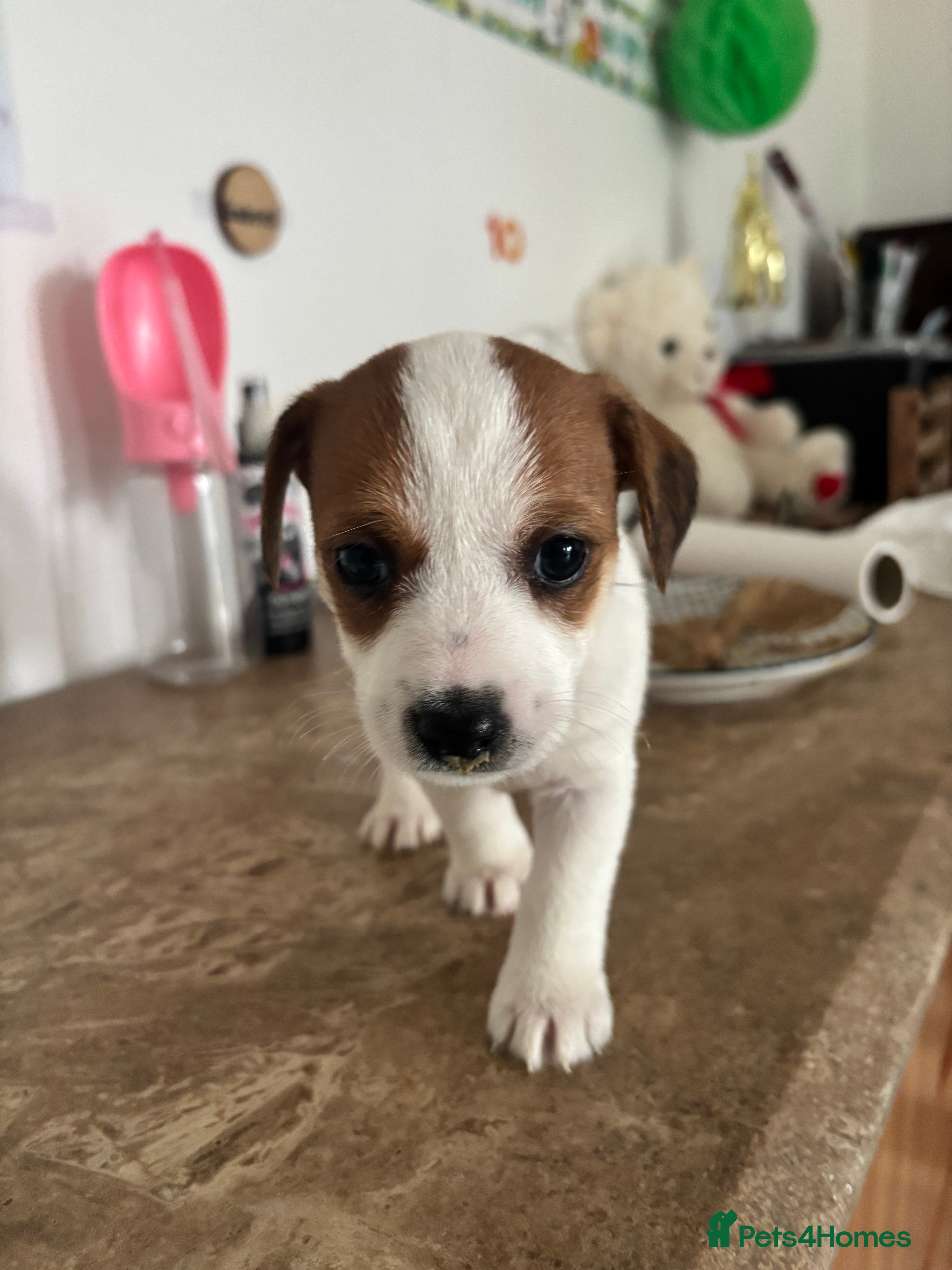 Jack Russell dogs Pupies 🥰🥰 - Advert 2