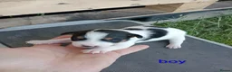 Jack Russell dogs for sale: JRT puppies (3 girls and 3 boys) - Advert 4