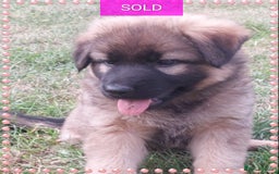 German Shepherd dogs for sale: 6 baby bears - Image 3