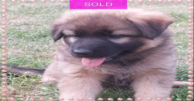 German Shepherd dogs - Advert 13