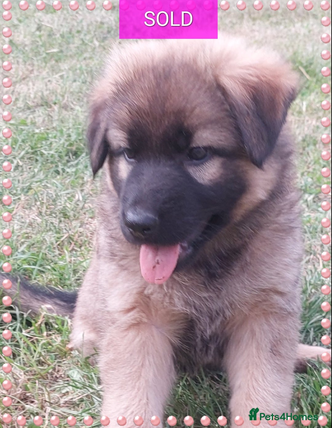 German Shepherd dogs for sale: 6 baby bears - Image 3