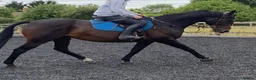 English Thoroughbred horses for sale: 16.1hh 10yo TB gelding  in Alcester - Advert 3