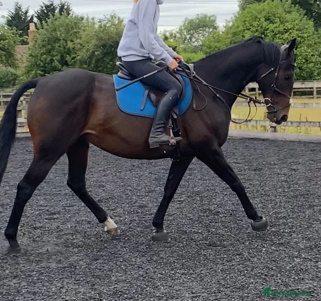 English Thoroughbred horses for sale: 16.1hh 10yo TB gelding  in Alcester - Advert 3