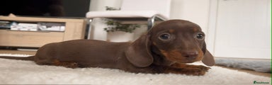 Dachshund Puppy 4