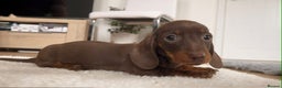 Dachshund dogs for sale: Miniature Dachshund Puppies - Advert 7