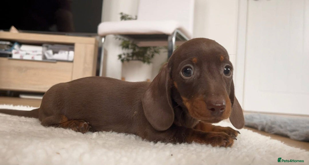 Dachshund dogs for sale: Miniature Dachshund Puppies - Advert 7