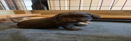 Cocker Spaniel dogs for sale: Beautiful proven cocker spaniels for sale - Advert 28