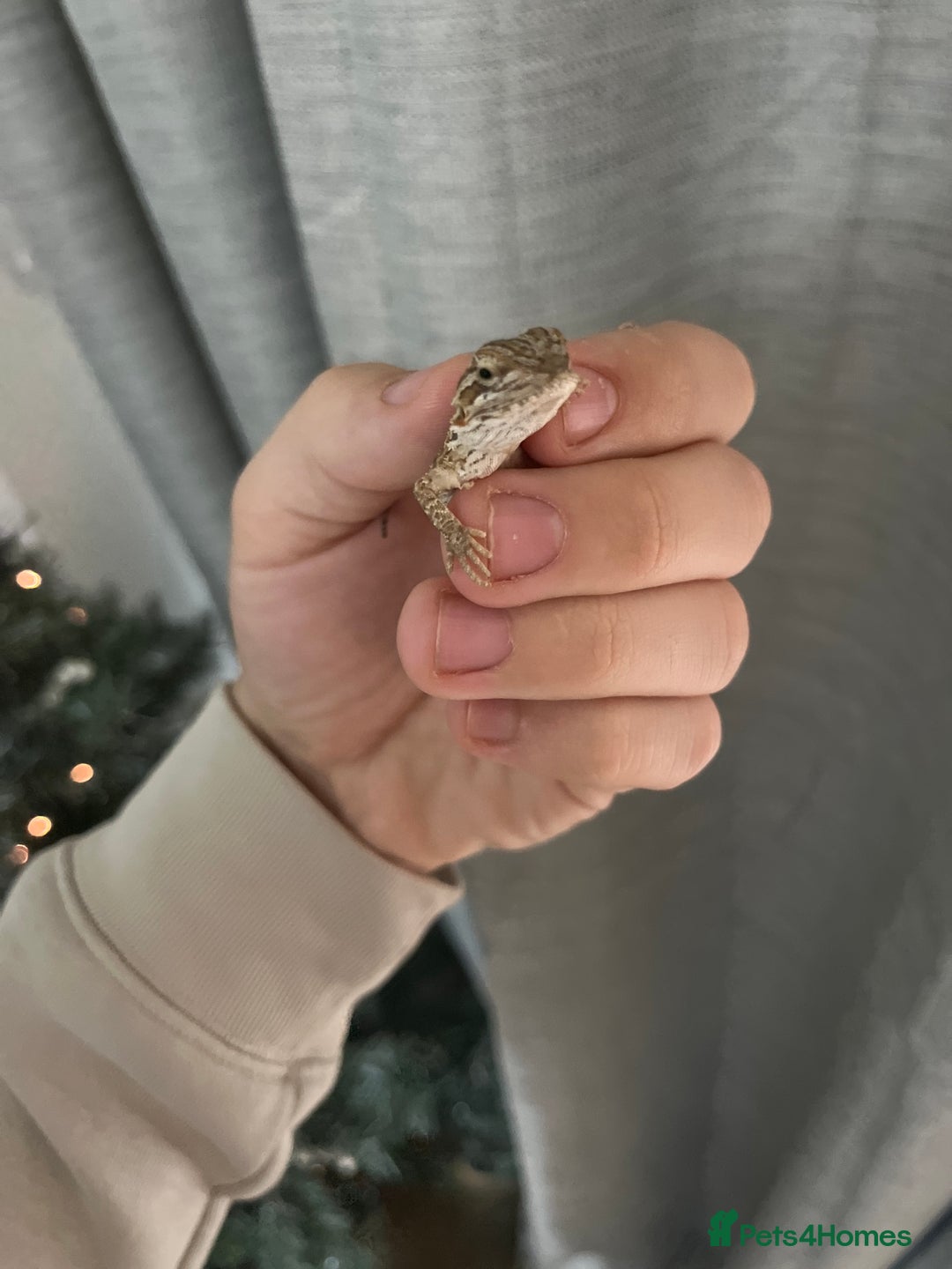 Bearded Dragon reptiles for sale: Bearded dragon 9 weeks old  - Advert 2