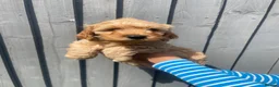 Cockapoo dogs for sale: Toy Cockapoo puppies in Milton Keynes - Advert 12