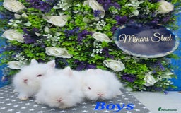 Lionhead rabbits for sale: Purebred lionhead babies available now  in Gloucester - Image 9