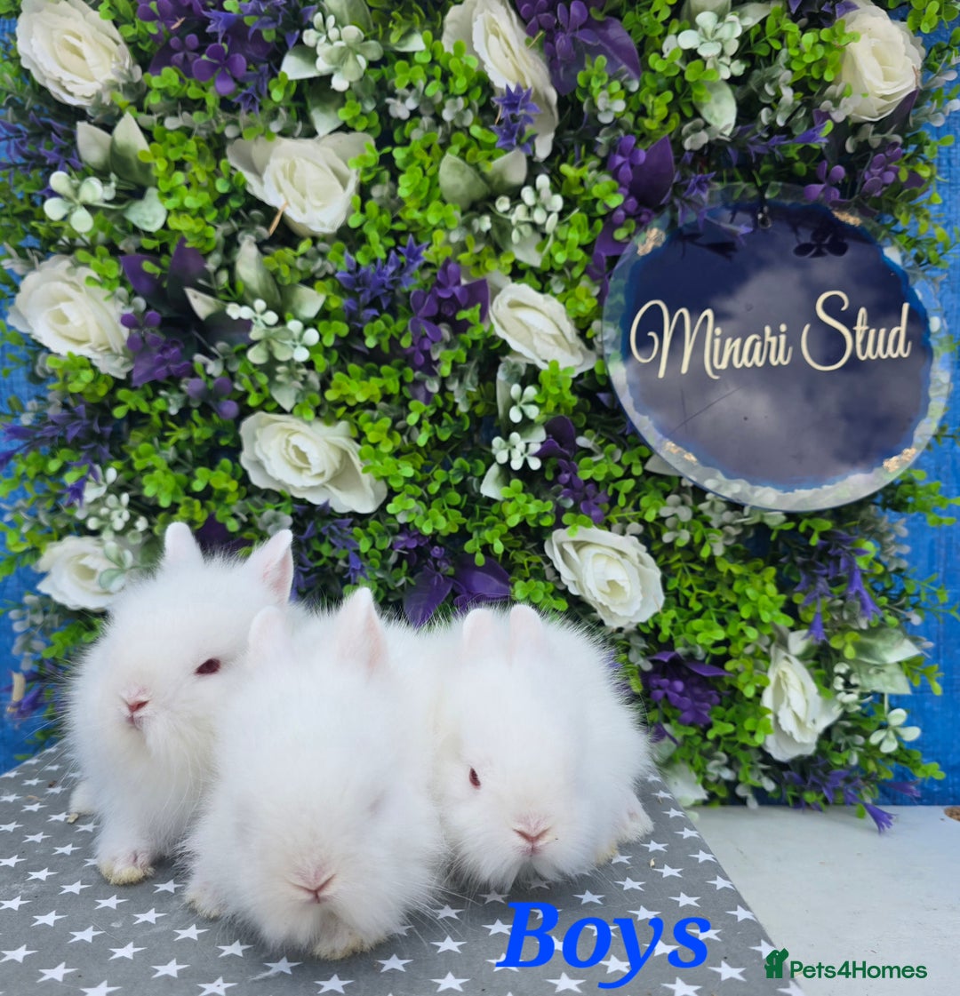 Lionhead rabbits for sale: Purebred lionhead babies available now  in Gloucester - Image 9