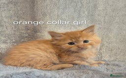 Maine Coon cats for sale: 🐱 MAINE COON KITTENS 🐱 - Image 4