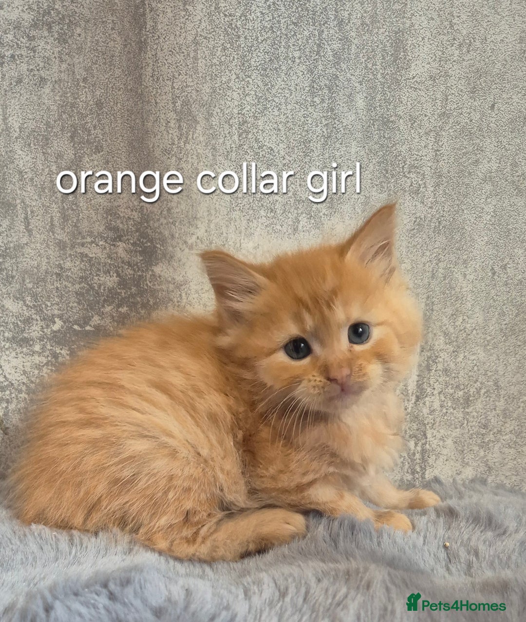 Maine Coon cats for sale: 🐱 MAINE COON KITTENS 🐱 - Image 4