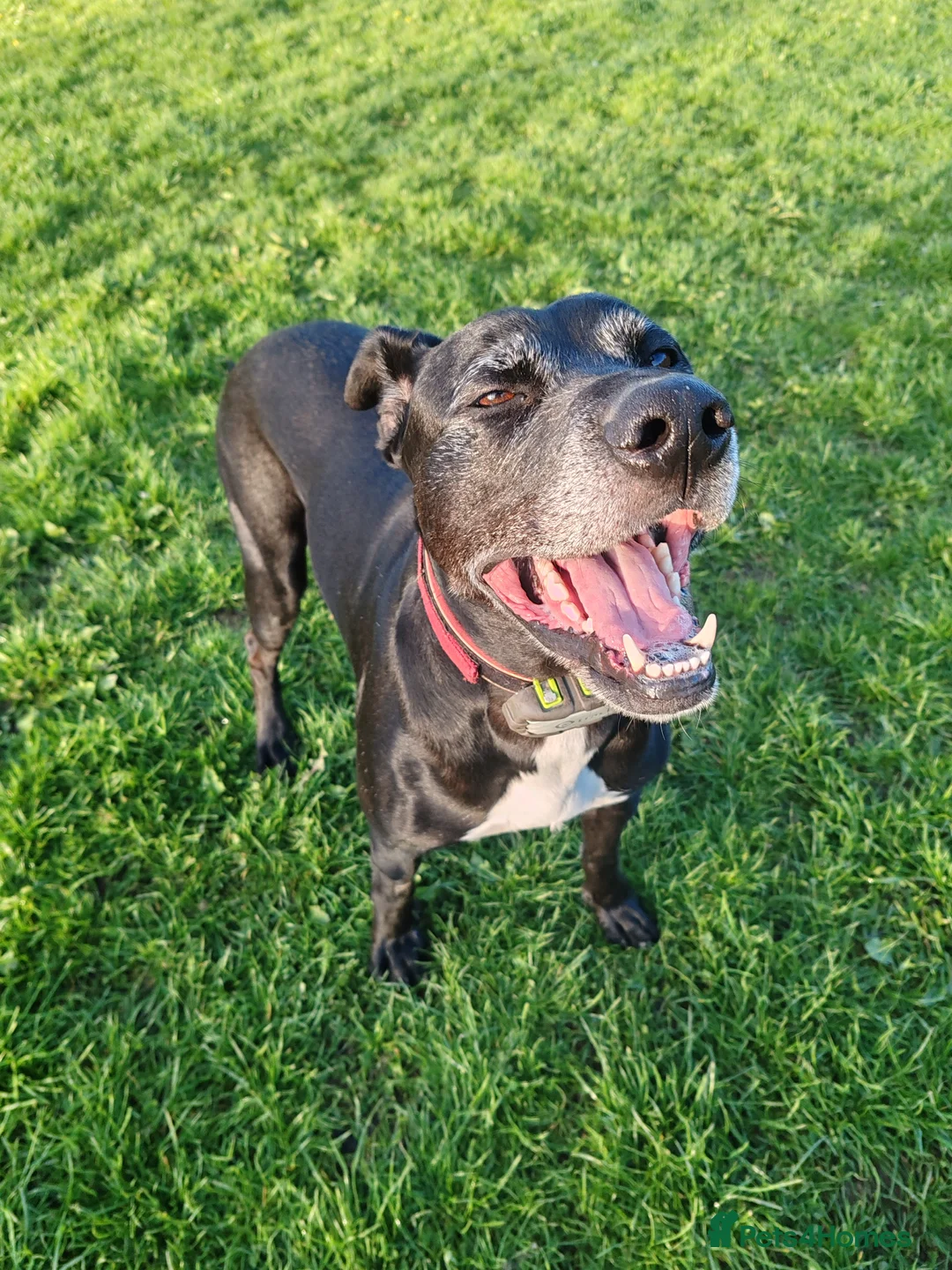 Mixed Breed dogs for sale: Shadow in Rotherham - Advert 1