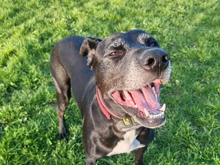 Mixed Breed dogs Shadow - Advert 3