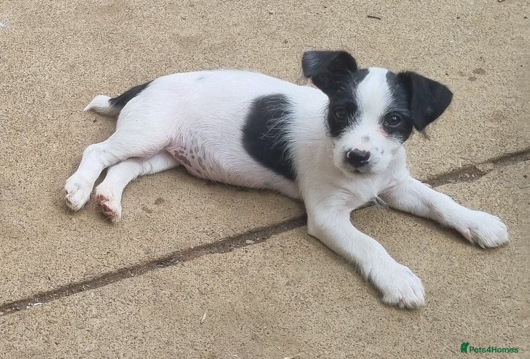 Jack Russell dogs for sale: 6 month jack russell  - Image 2
