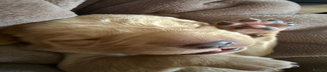 Labrador Retriever Puppy 6