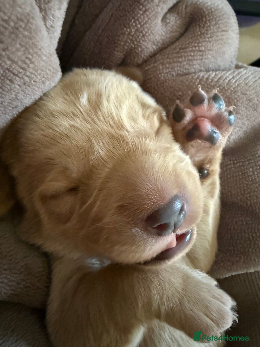 Labrador Retriever dogs for sale: Fox red labradors available now  - Advert 24