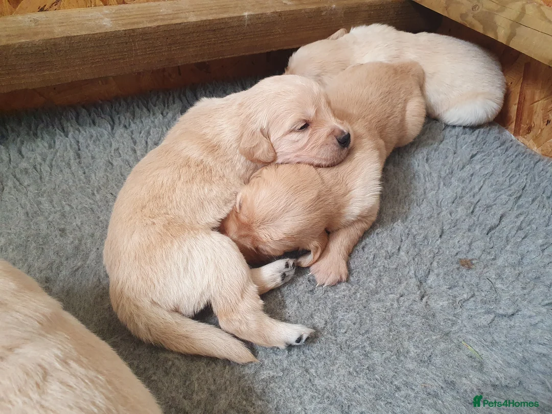 Golden Retriever dogs for sale: Golden Retriever Puppies - Advert 5