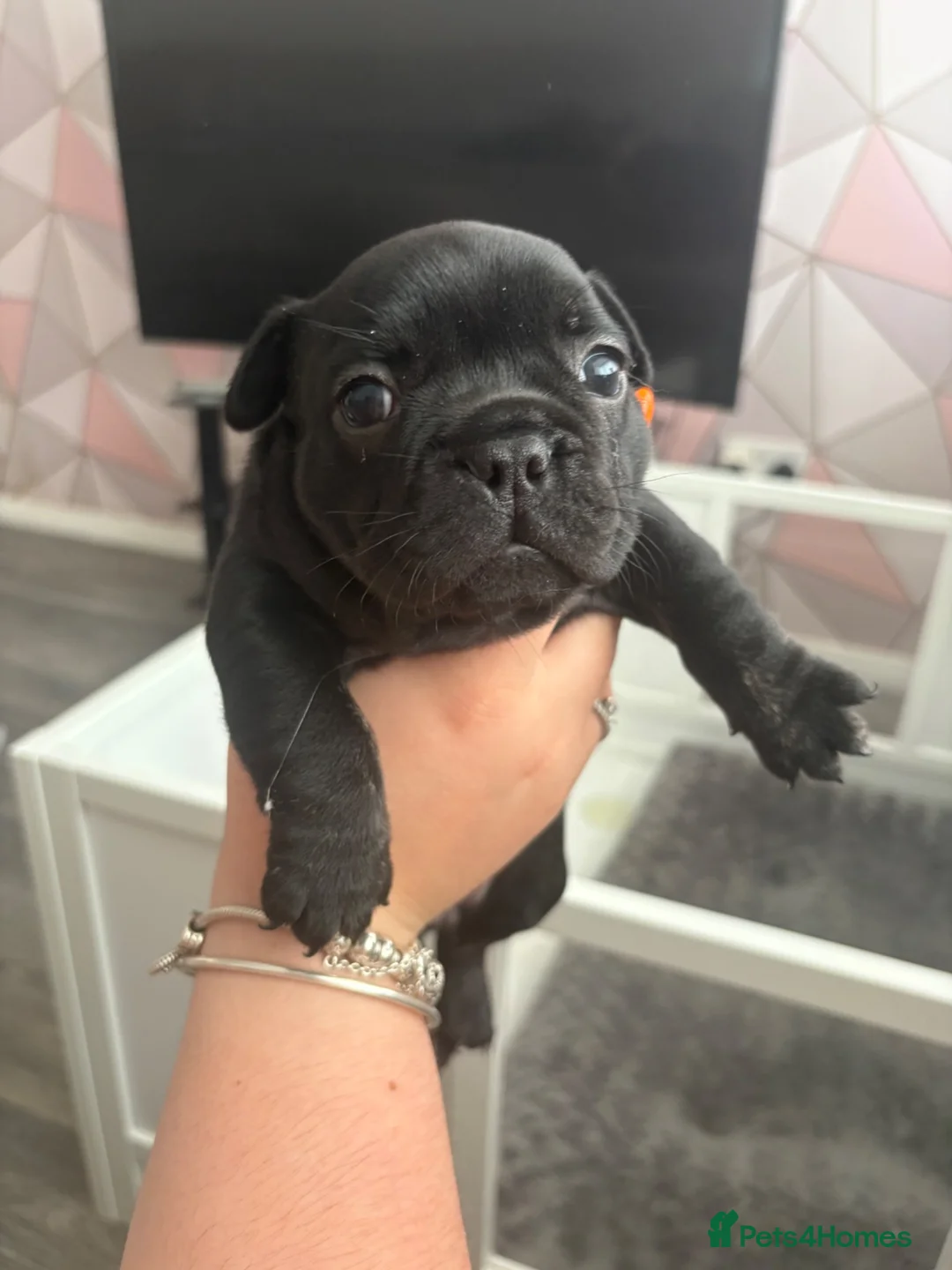 French Bulldog dogs for sale: Female brindle French bulldog  - Advert 6