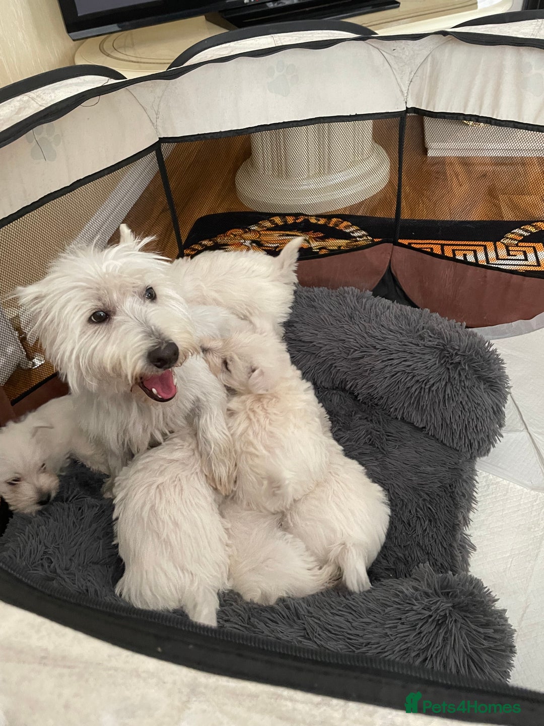 West Highland Terrier dogs for sale: West highland terrier  - Image 2