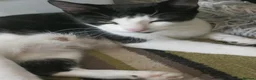 Mixed Breed cats for sale: Mixed breed kittens  in Bournemouth - Advert 1