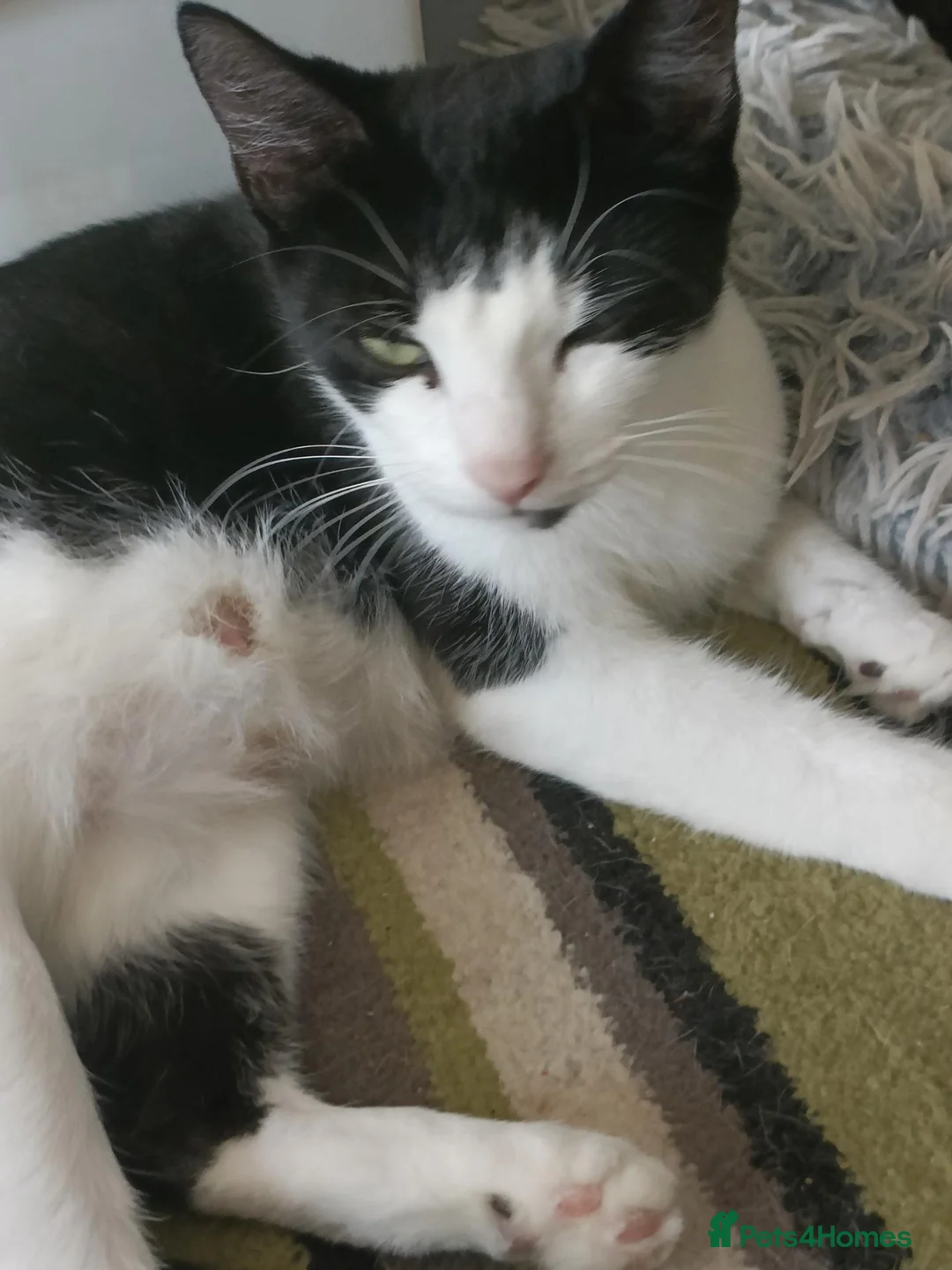 Mixed Breed cats for sale: Mixed breed kittens  in Bournemouth - Advert 1