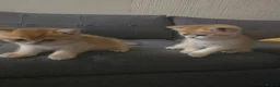 British Shorthair cats for sale: ✨🐾 ✨ GOLDEN SHIMMER BRITISH SHORTHAIR KITTENS ✨  - Advert 5