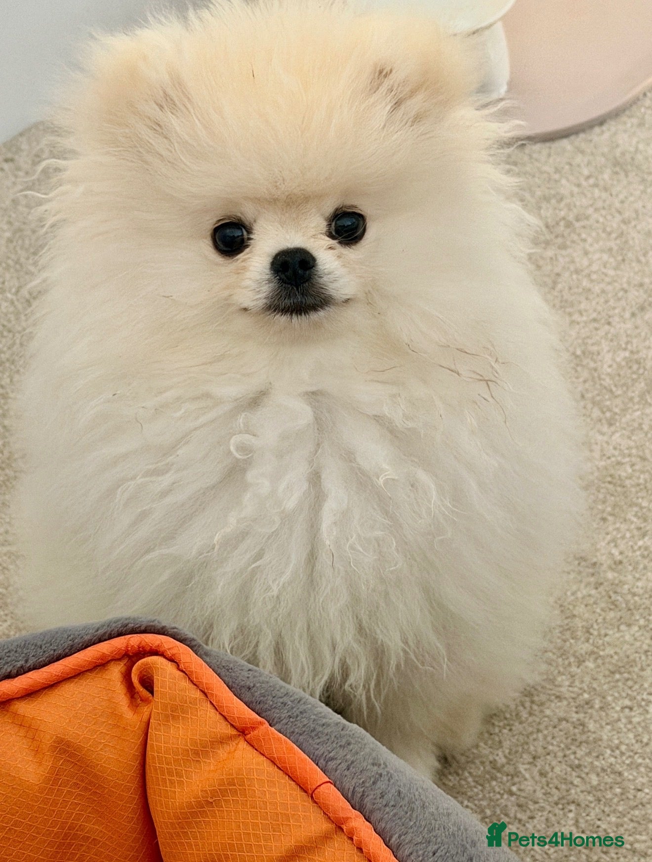 Pomeranian dogs 🌹Stunning KC white fluffy boy for a loving home🌹 - Advert 1