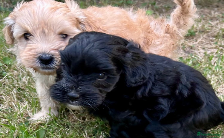 Maltipoo dogs - Advert 1