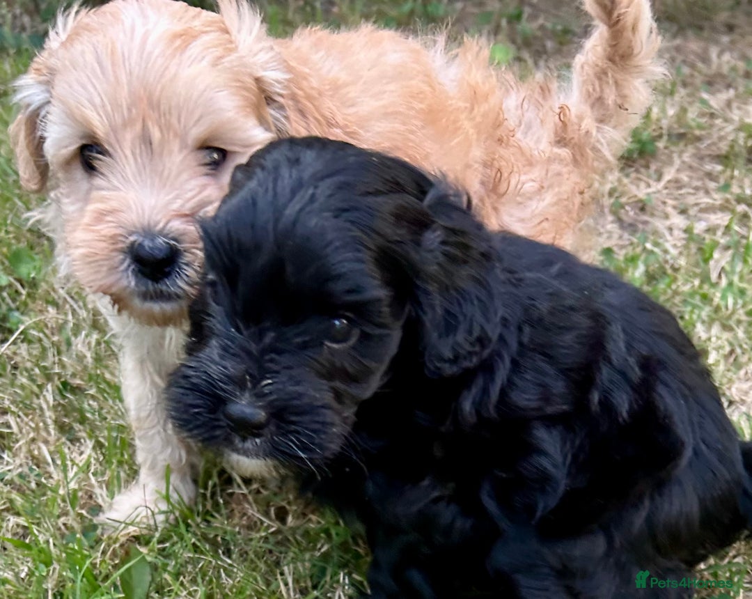 Maltipoo dogs for sale: Two cuddly little maltipoo boys - Image 1