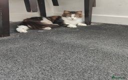 Maine Coon cats for sale: Norwegian Forest Cat - Image 5