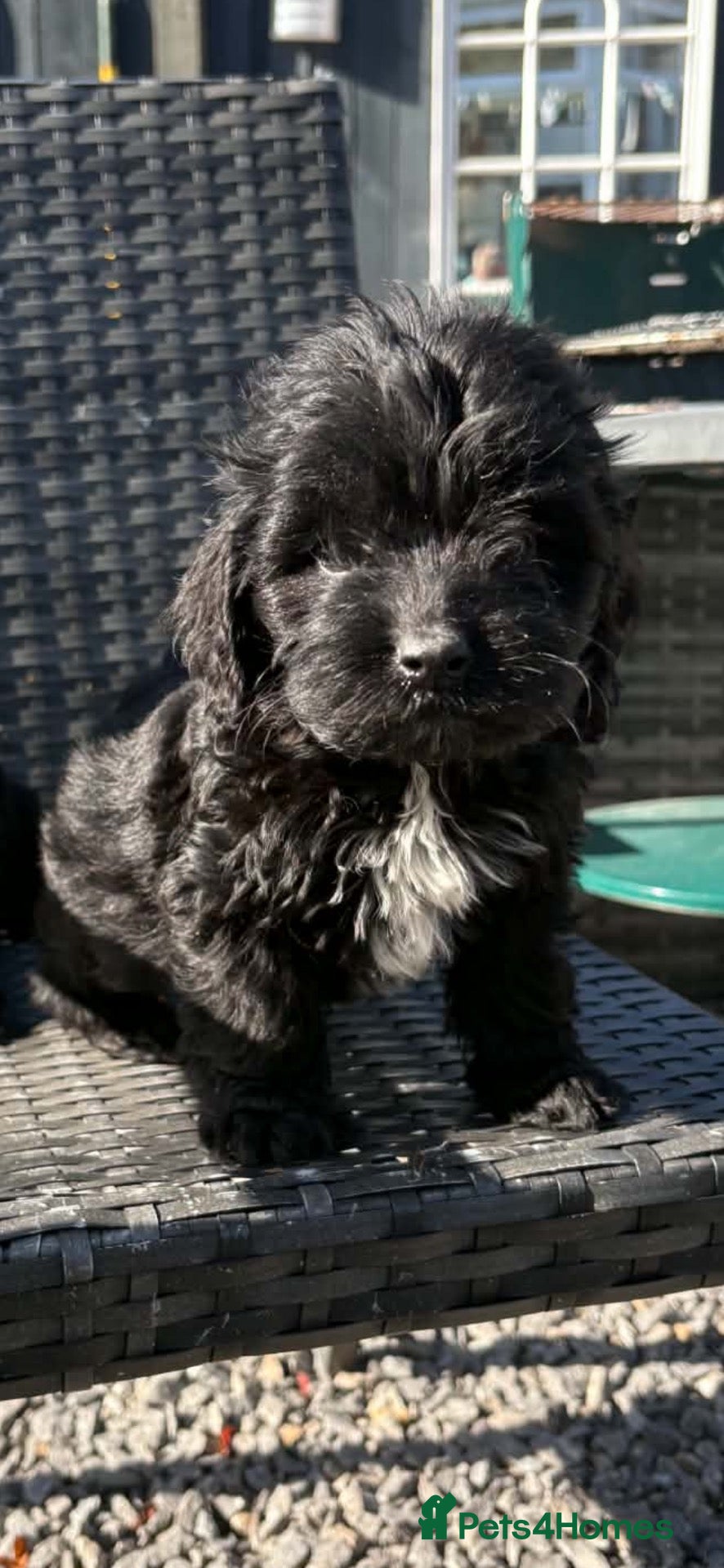Cockapoo dogs ready to leave cockapoo puppies  - Advert 14