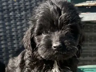 Cockapoo dogs ready to leave cockapoo puppies - Advert 14