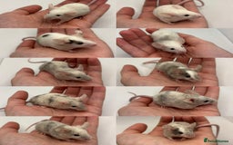 Mouse rodents for sale: Male Fancy Mice for Adoption - Image 4