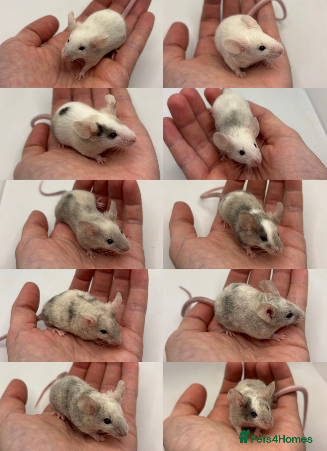 Mouse rodents for sale: Male Fancy Mice for Adoption - Image 4