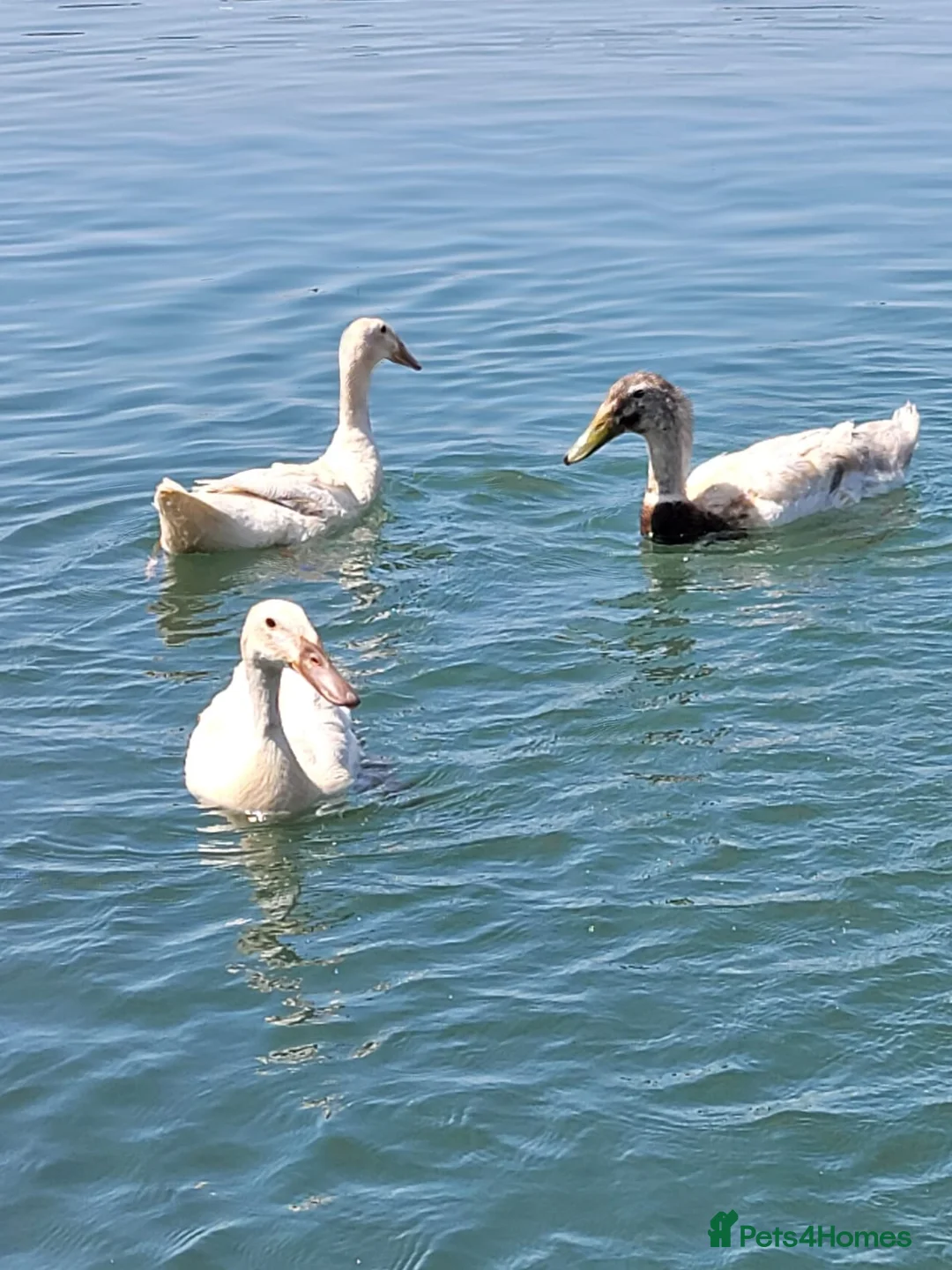 Ducks poultry for sale: Sexed Female Indian Runner Ducks - Advert 1