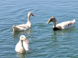 Ducks poultry Sexed Female Indian Runner Ducks - Advert 1