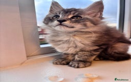 Maine Coon cats for sale: 5 Amazing Maine Coon kittens  - Image 15