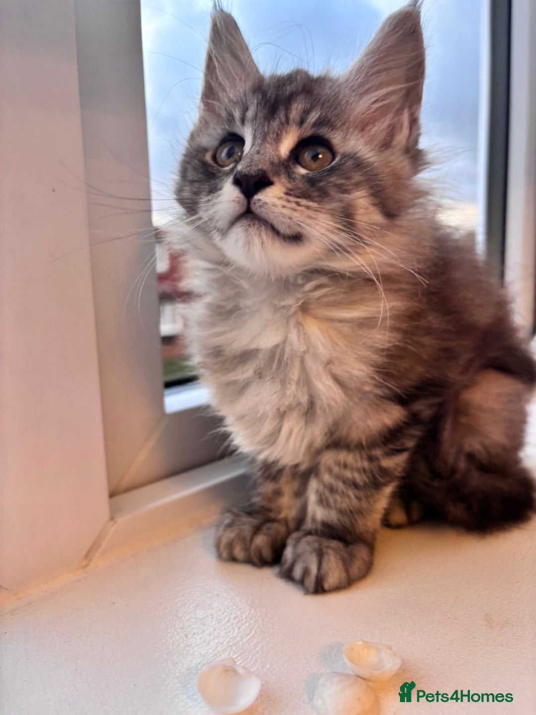 Maine Coon cats for sale: 5 Amazing Maine Coon kittens  - Image 15